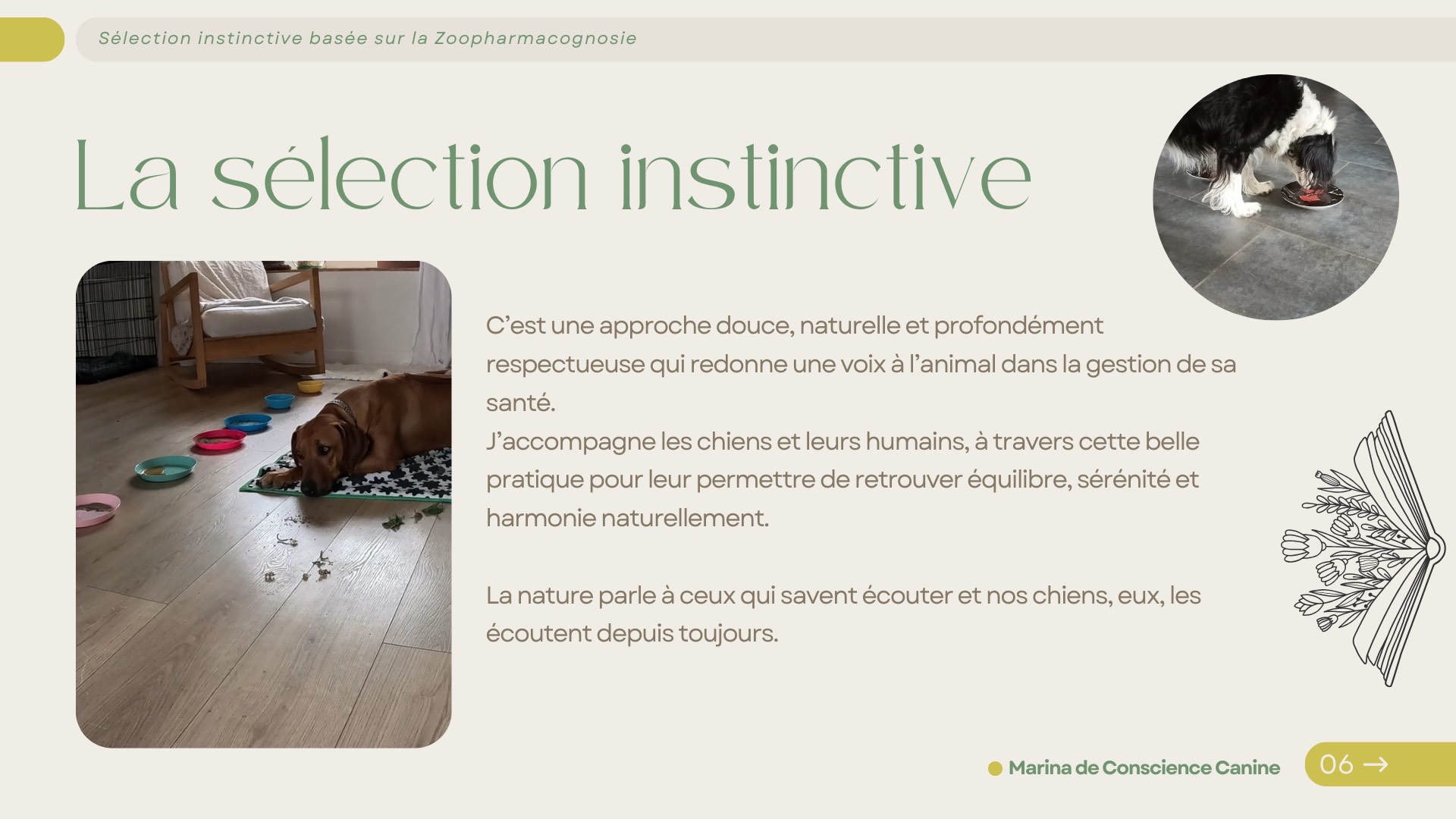 Présentation de la sélection instinctive